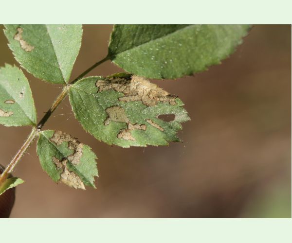 Piliarka Endelomyia aethiops