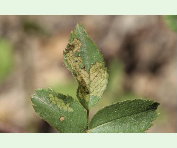 Piliarka Endelomyia aethiops