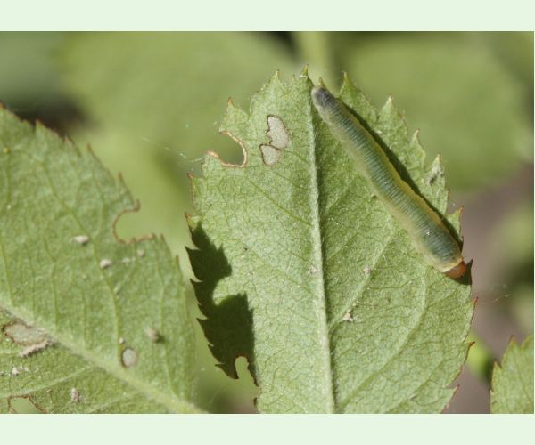 Piliarka Endelomyia aethiops