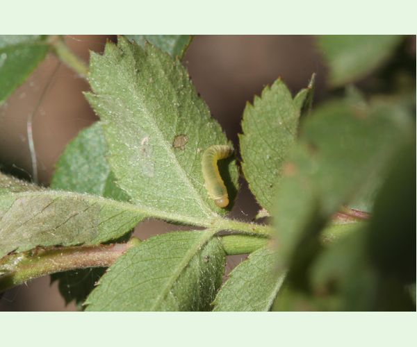 Piliarka Endelomyia aethiops