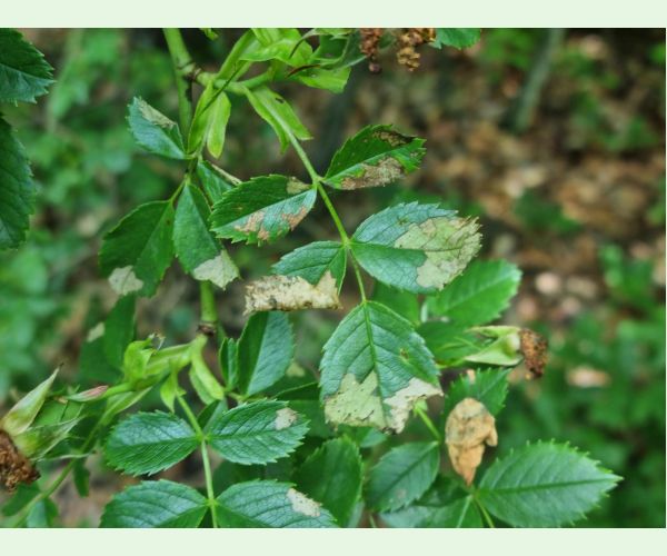 Piliarka Endelomyia aethiops