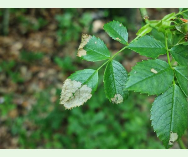 Piliarka Endelomyia aethiops