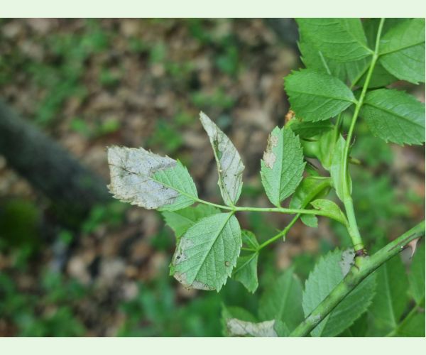 Piliarka Endelomyia aethiops