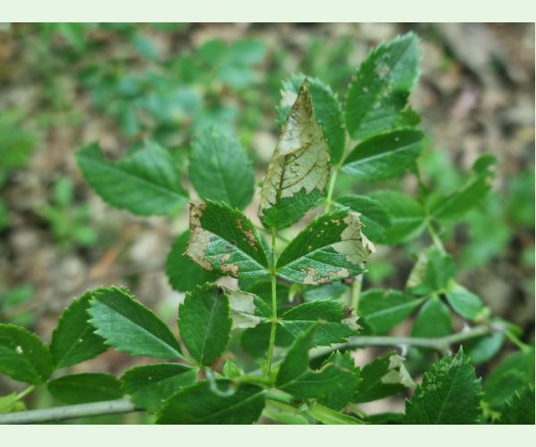 Piliarka Endelomyia aethiops