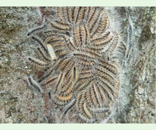 Priadkovček dubový