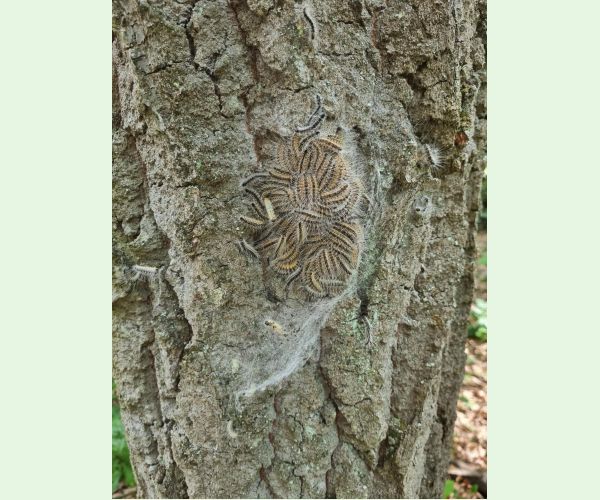 Priadkovček dubový