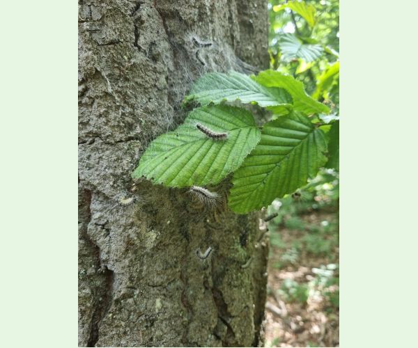 Priadkovček dubový