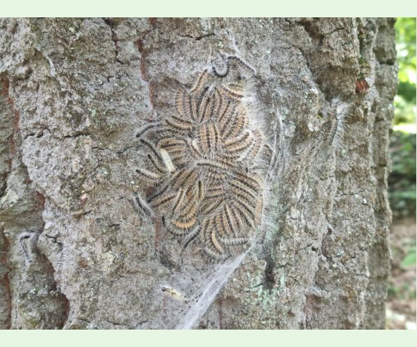 Priadkovček dubový