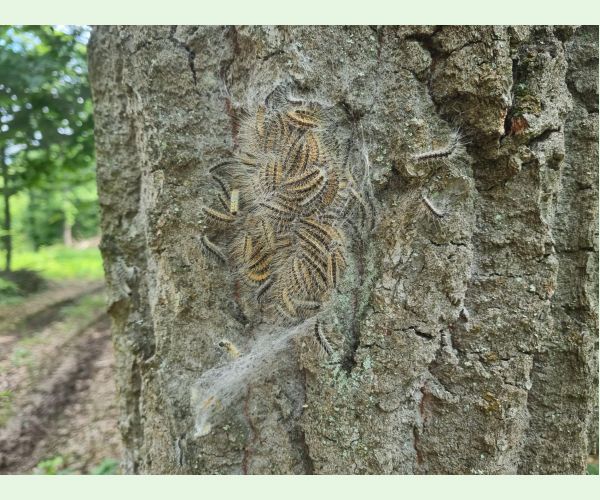 Priadkovček dubový