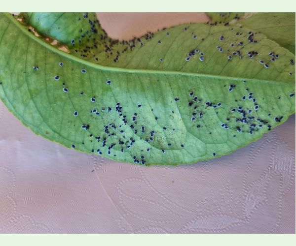 Molica Aleurocanthus spiniferus