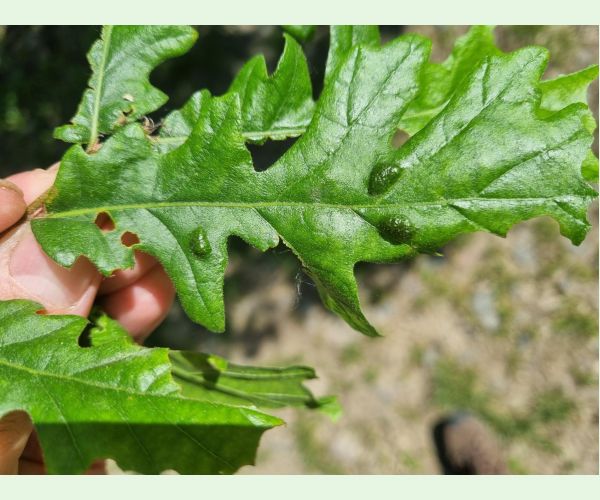 Roztoč Aceria cerreus