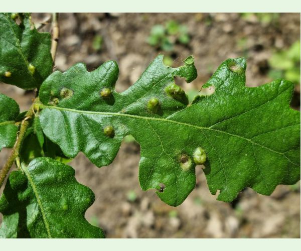 Roztoč Aceria cerreus