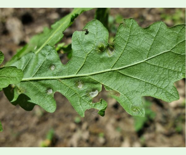 Roztoč Aceria cerreus