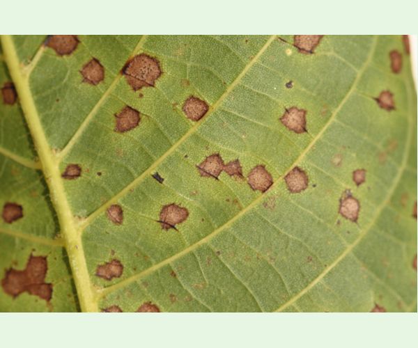 Marsonína orechová