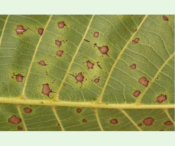 Marsonína orechová