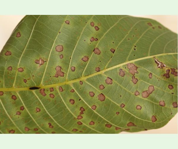 Marsonína orechová