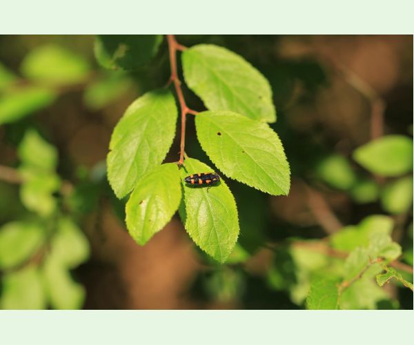 Krasoň žltoškvrnný