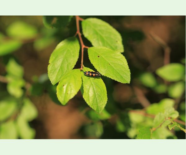 Krasoň žltoškvrnný