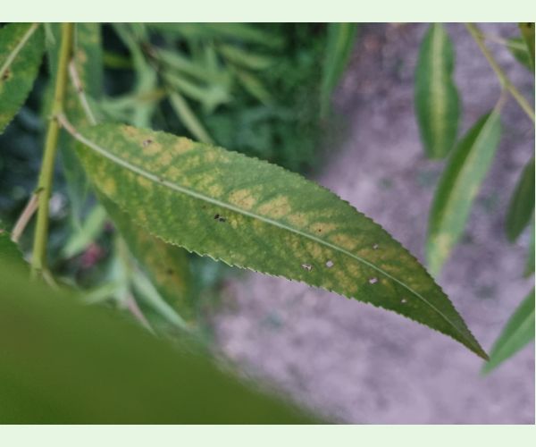 Chrastavitosť vŕby