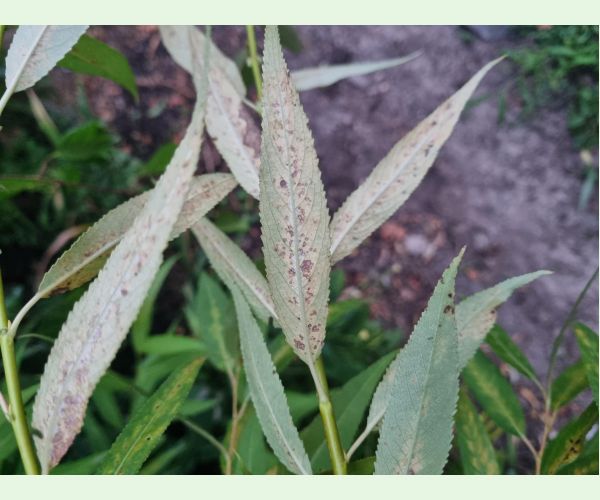 Chrastavitosť vŕby