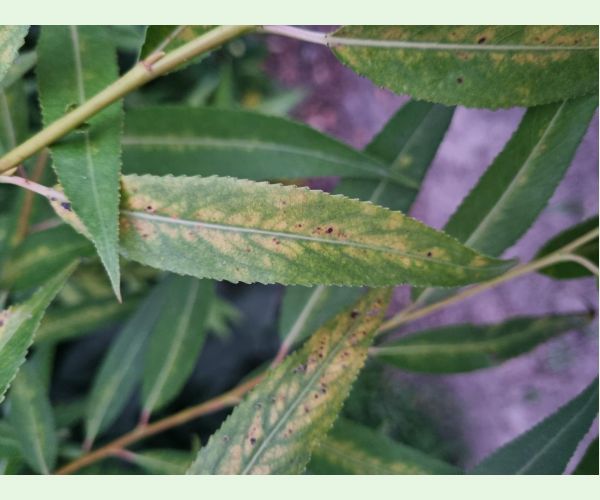 Chrastavitosť vŕby