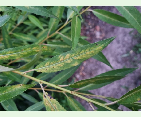 Chrastavitosť vŕby