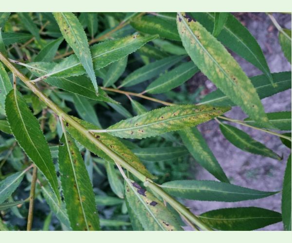 Chrastavitosť vŕby