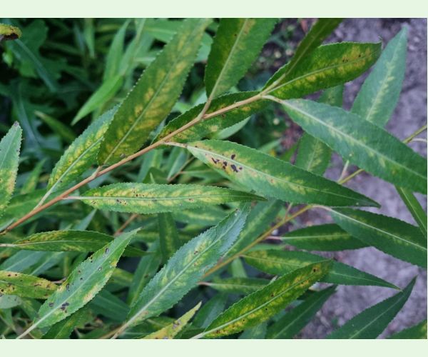 Chrastavitosť vŕby