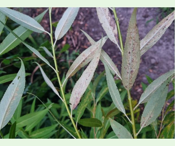 Chrastavitosť vŕby