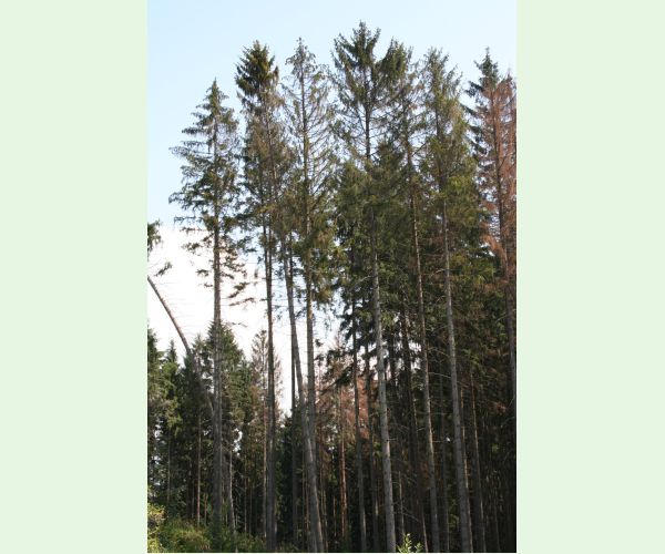 Lykožrút severský