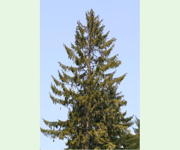 Lykožrút severský