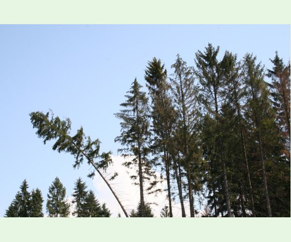 Lykožrút severský