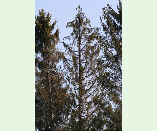 Lykožrút severský