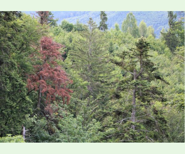 Lykožrút jedľový