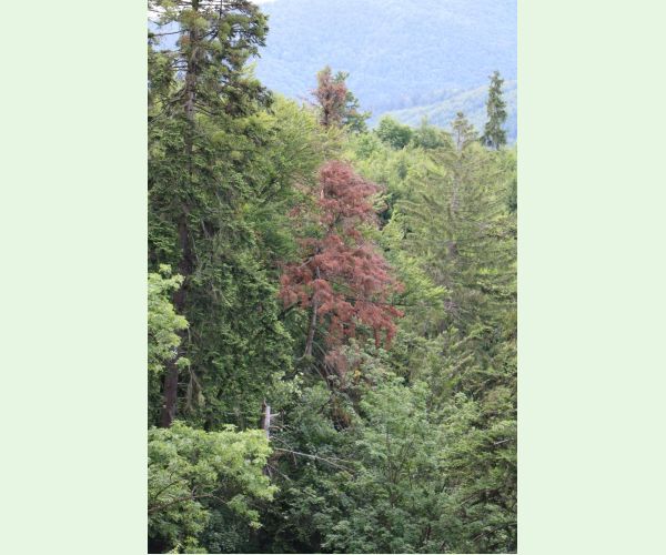 Lykožrút jedľový