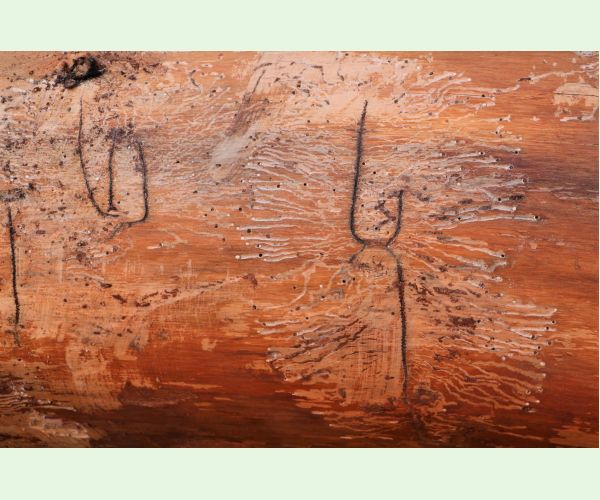 Lykožrút prostredný