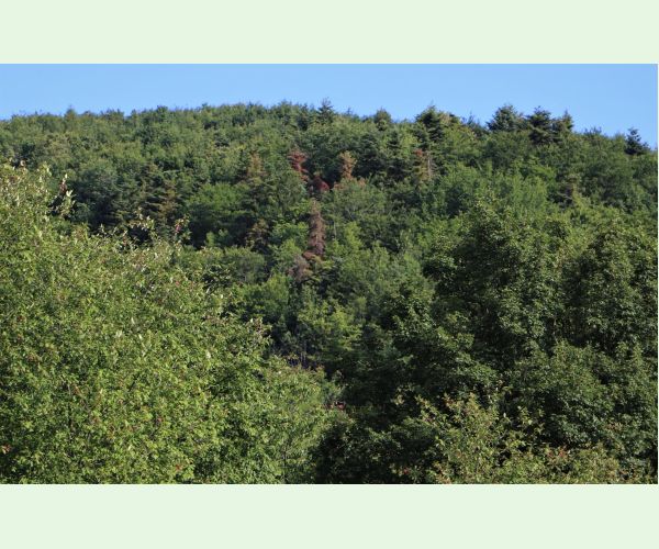 Lykožrút prostredný