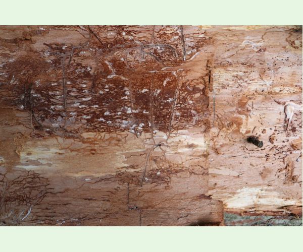 Lykožrút prostredný