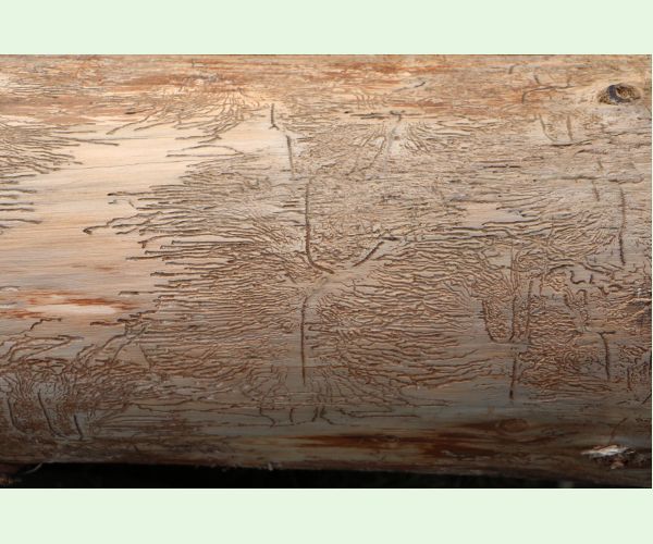 Lykožrút prostredný