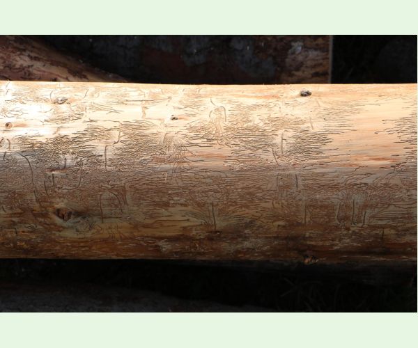 Lykožrút prostredný