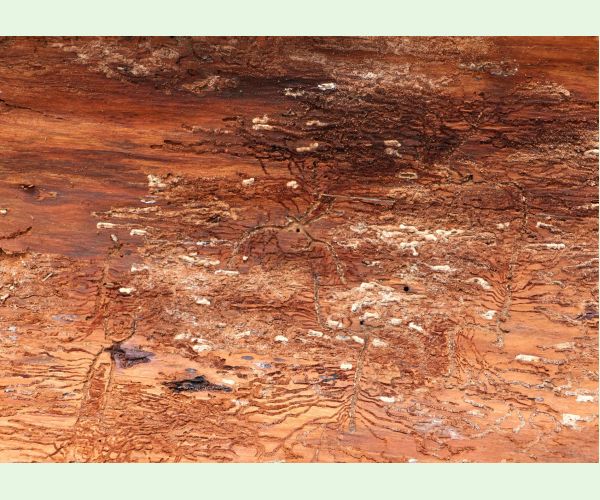 Lykožrút prostredný