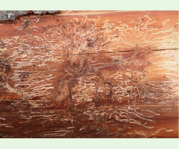 Lykožrút prostredný