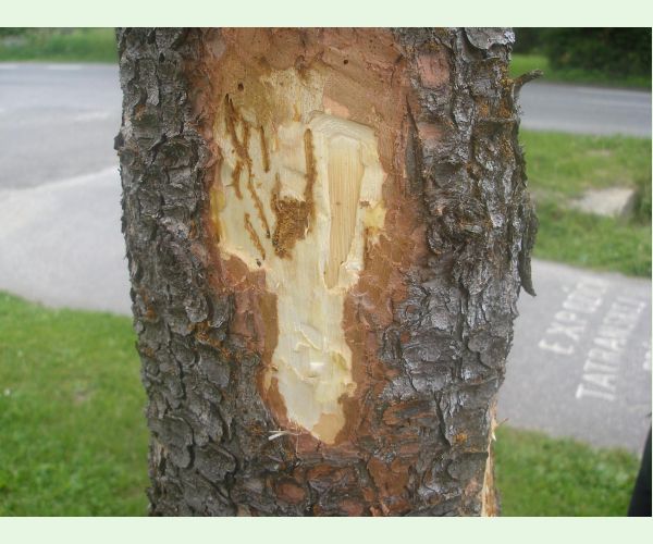 Lykožrút smrečinový