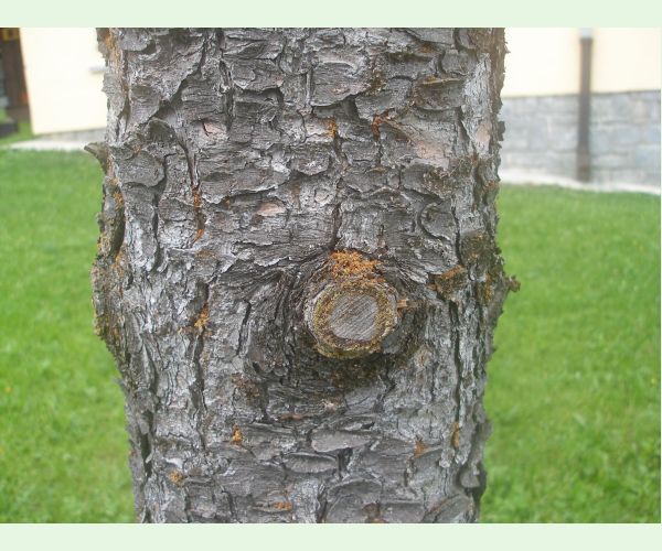 Lykožrút smrečinový