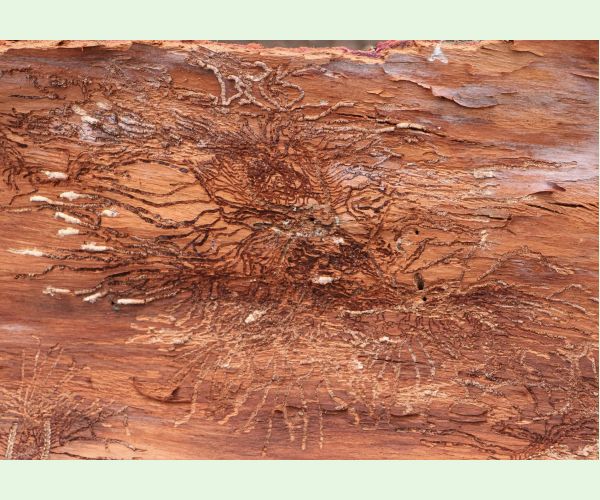 Lykožrút prostredný