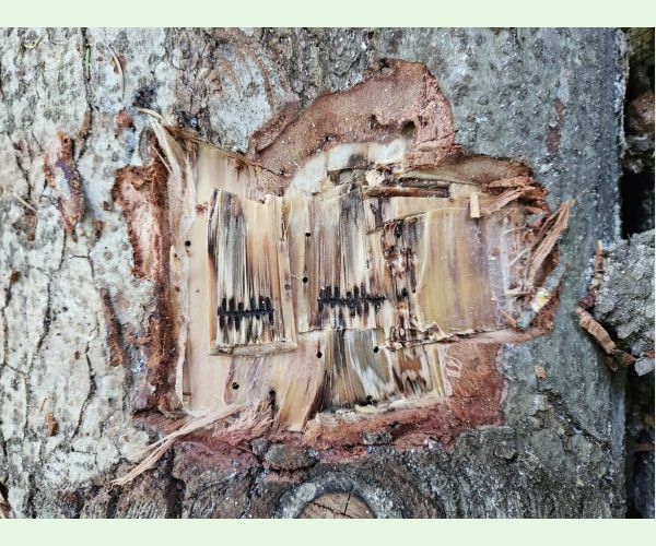 Drevokaz čiarkovaný