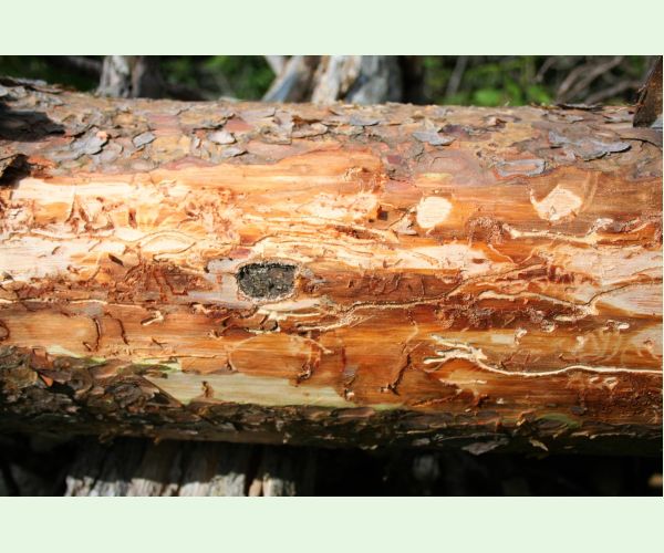 Lykožrút smrečinový