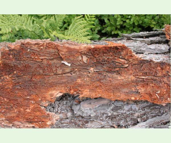 Lykožrút smrečinový