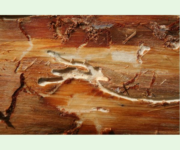 Lykožrút smrečinový