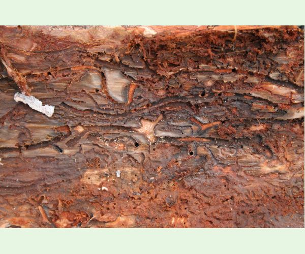 Lykožrút smrečinový